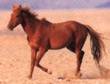 Namib Horse