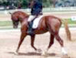 SA Sport Horse