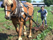 Working Farm Horse